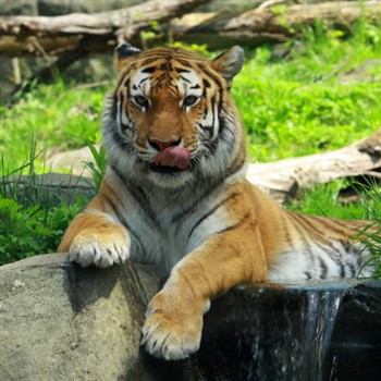 Bronx Zoo