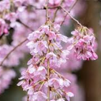 DC Cherry Blossoms