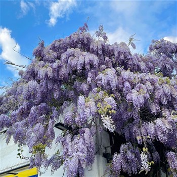 Mackinac Island & Lilac Festival